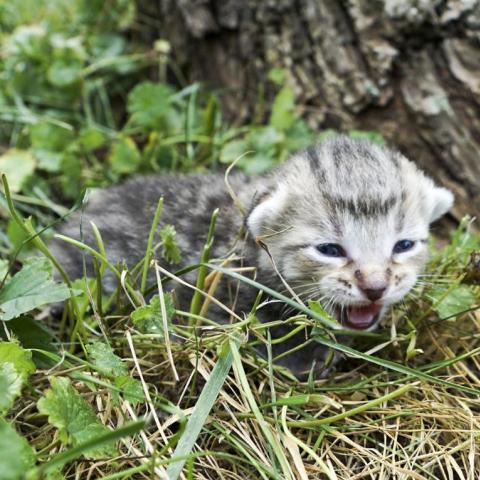 How to litter clearance train a feral kitten